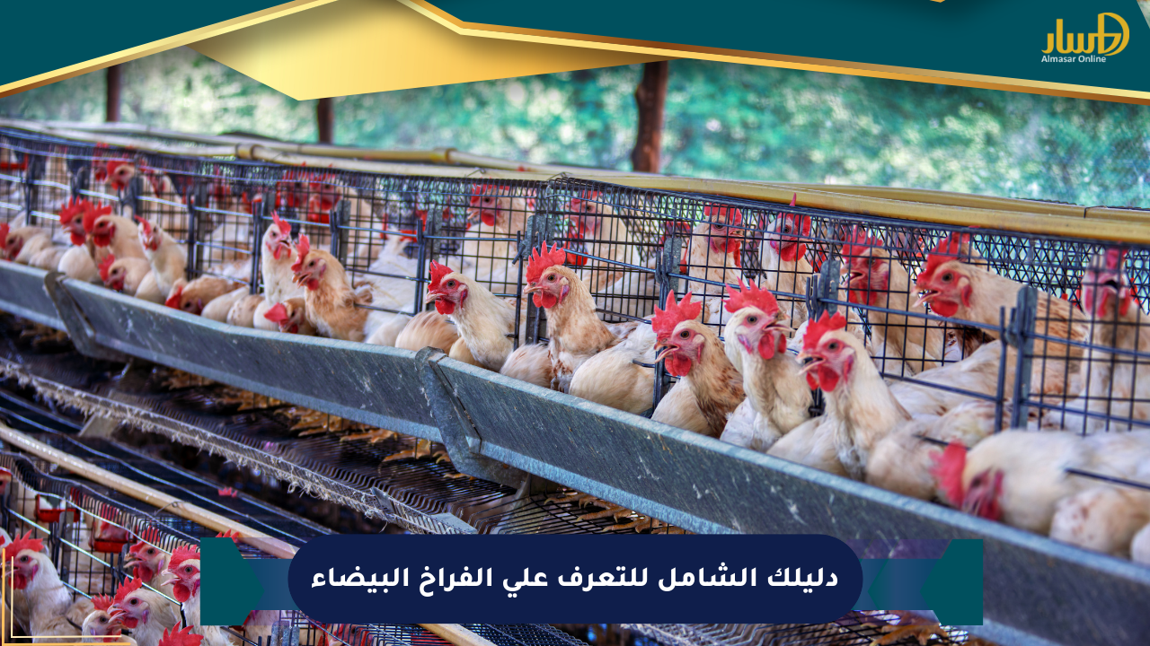 دليلك الشامل للتعرف على الفراخ البيضاء